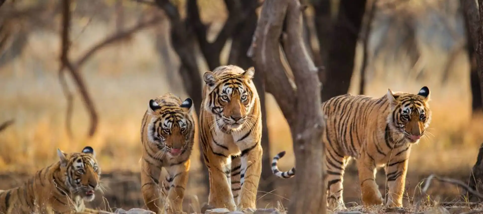 Dudhwa National Park