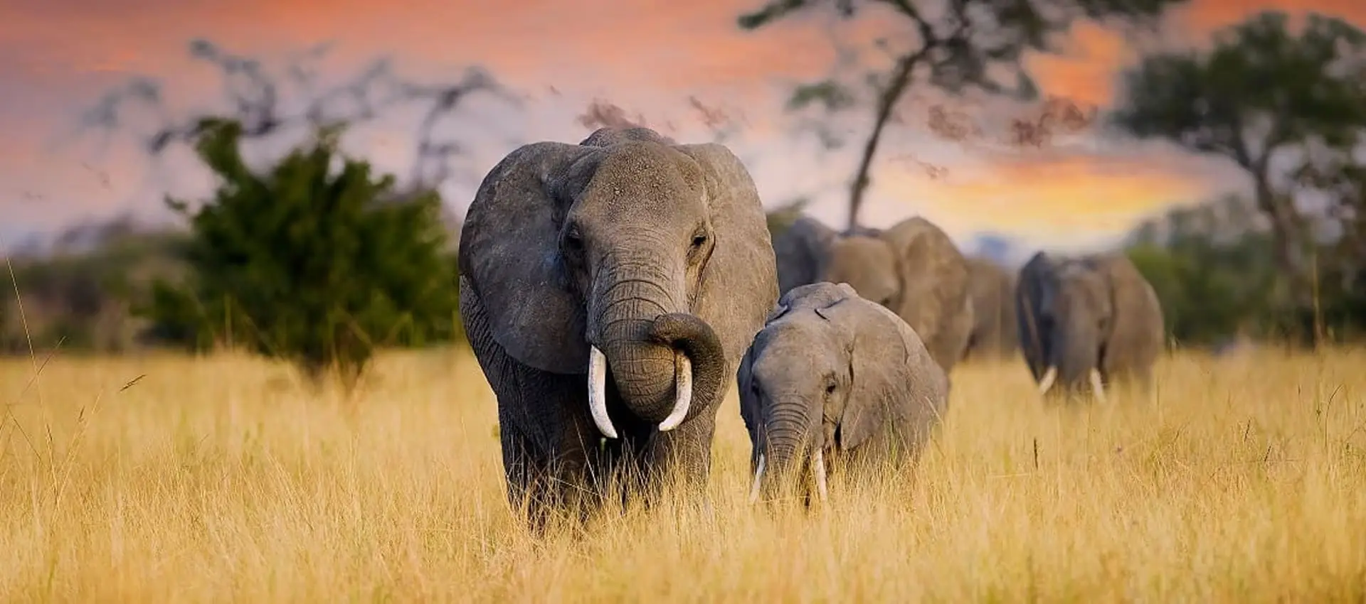 Dudhwa Tiger Reserve